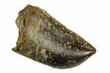 T-Rex (Tyrannosaurus rex) Posterior Tooth - Montana #129367-1